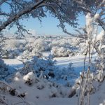 snowscape