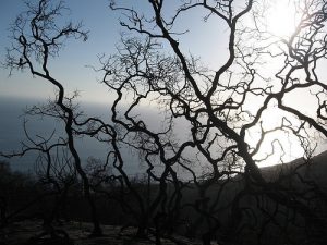 afterthefire