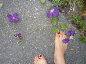 clematis