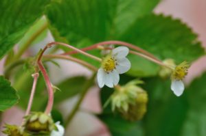 strawberries