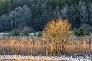 Stripe of Sunlight in Winter Landscape