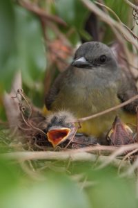 birdsinnest