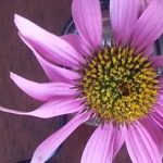 echinacea flower