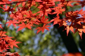 japanese-maple-1382294-640x425